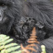  Mother and Baby (Congo)